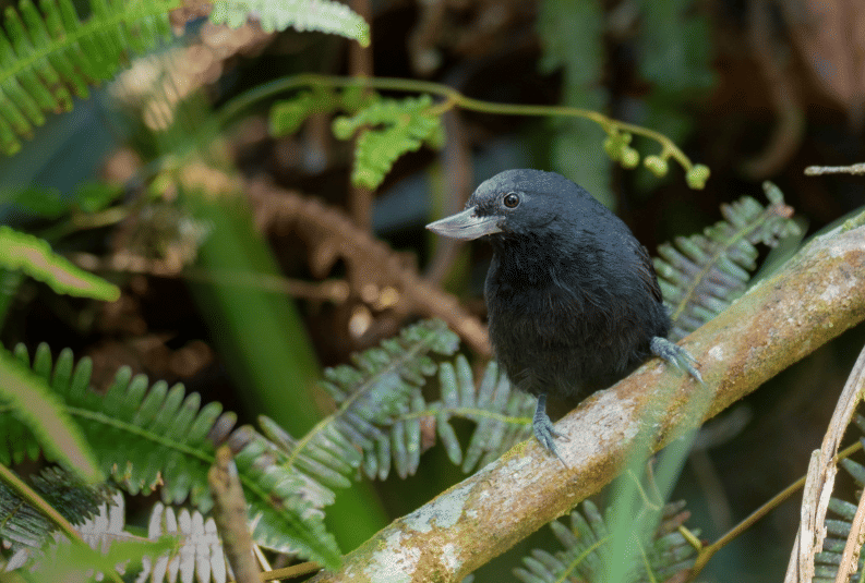 recurve-billed bushbird