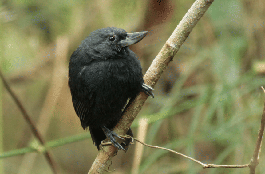 recurve-billed bushbird