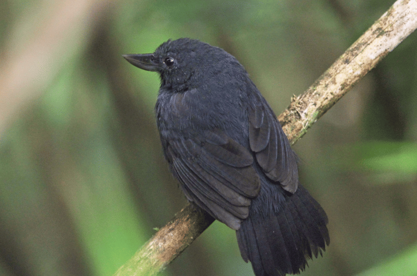 recurve-billed bushbird