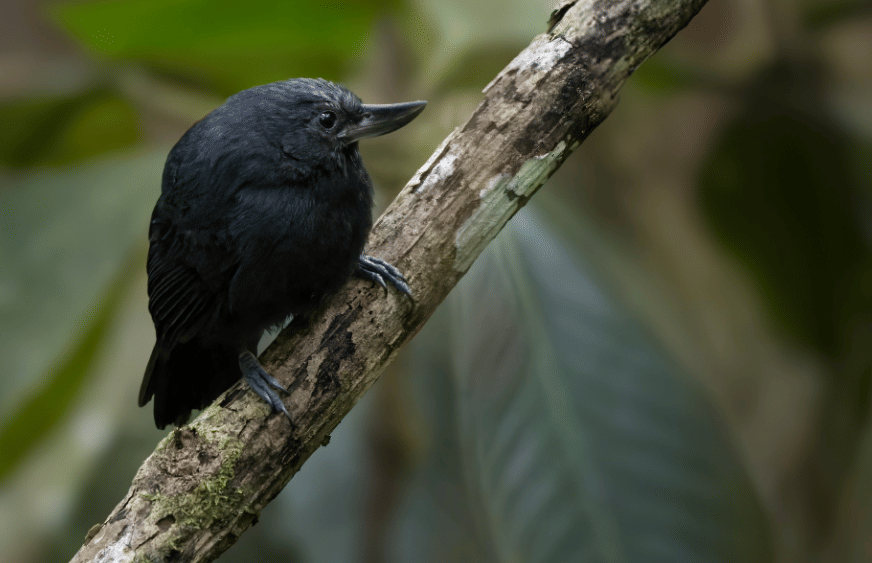 recurve-billed bushbird