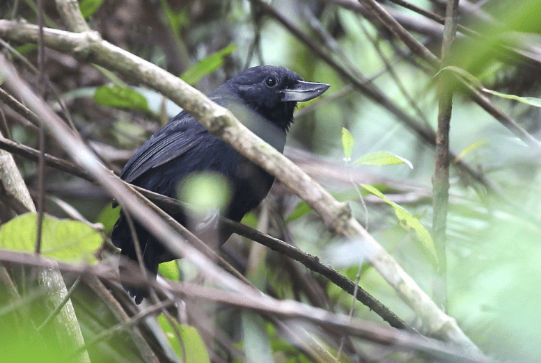 recurve-billed bushbird