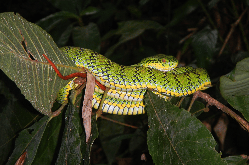 ular viper schultze