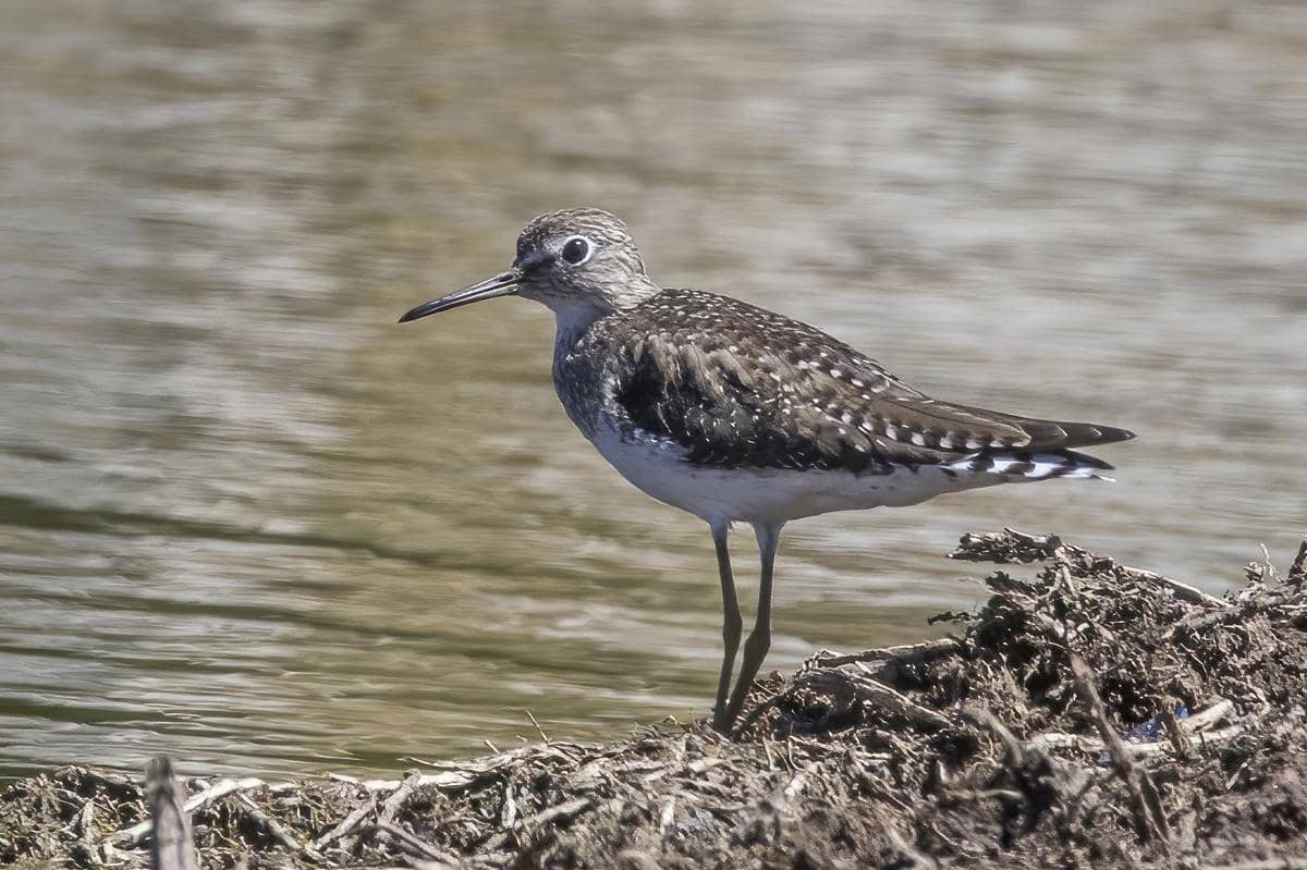 5 Fakta Solitary Sandpiper, Burung yang Lebih Suka Bermigrasi Sendiri
