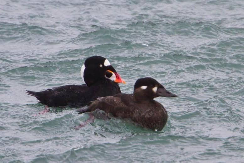 Surf Scoter jantan dan betina