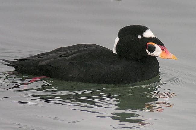 5 Fakta Surf Scoter, Bebek Laut yang Bermigrasi Hanya untuk Berganti Bulu