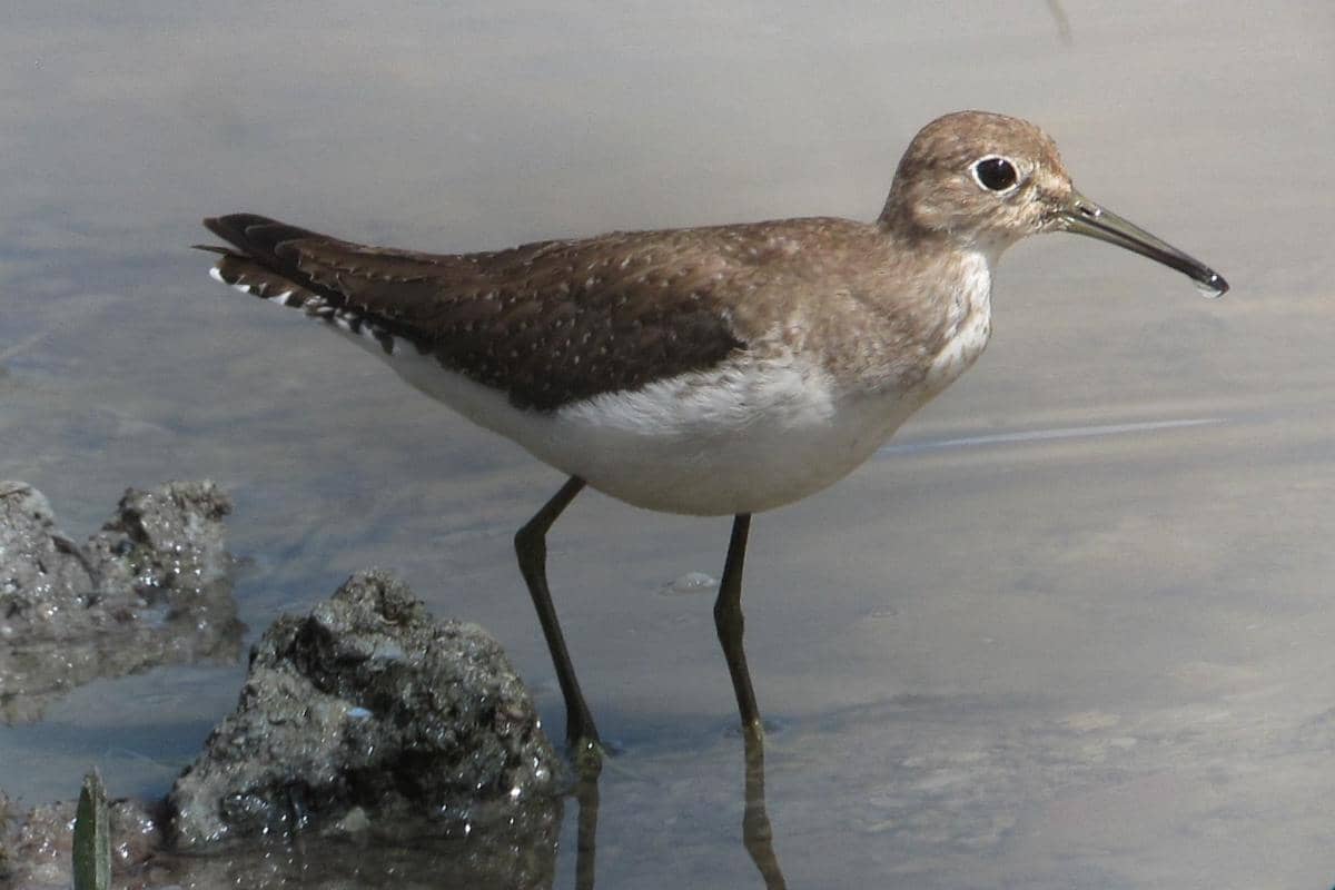 Solitary Sandpiper