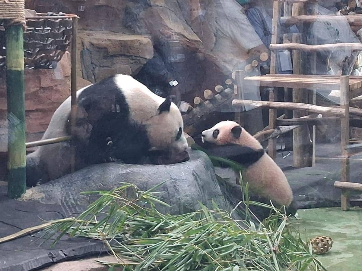 Libur Sekolah, Kamu Bisa Lihat Bayi Panda Rio di Taman Safari Bogor