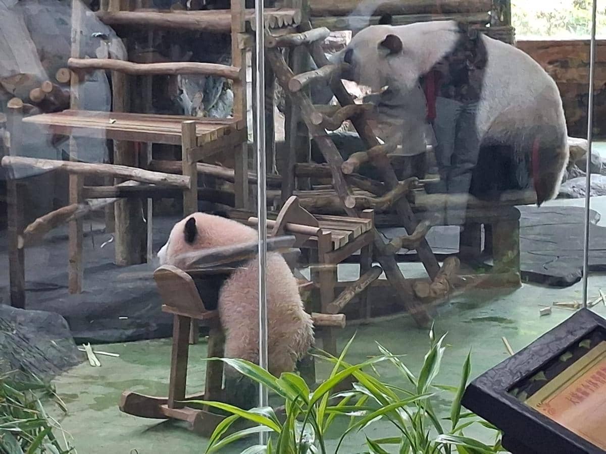 Libur Sekolah, Kamu Bisa Lihat Bayi Panda Rio di Taman Safari Bogor