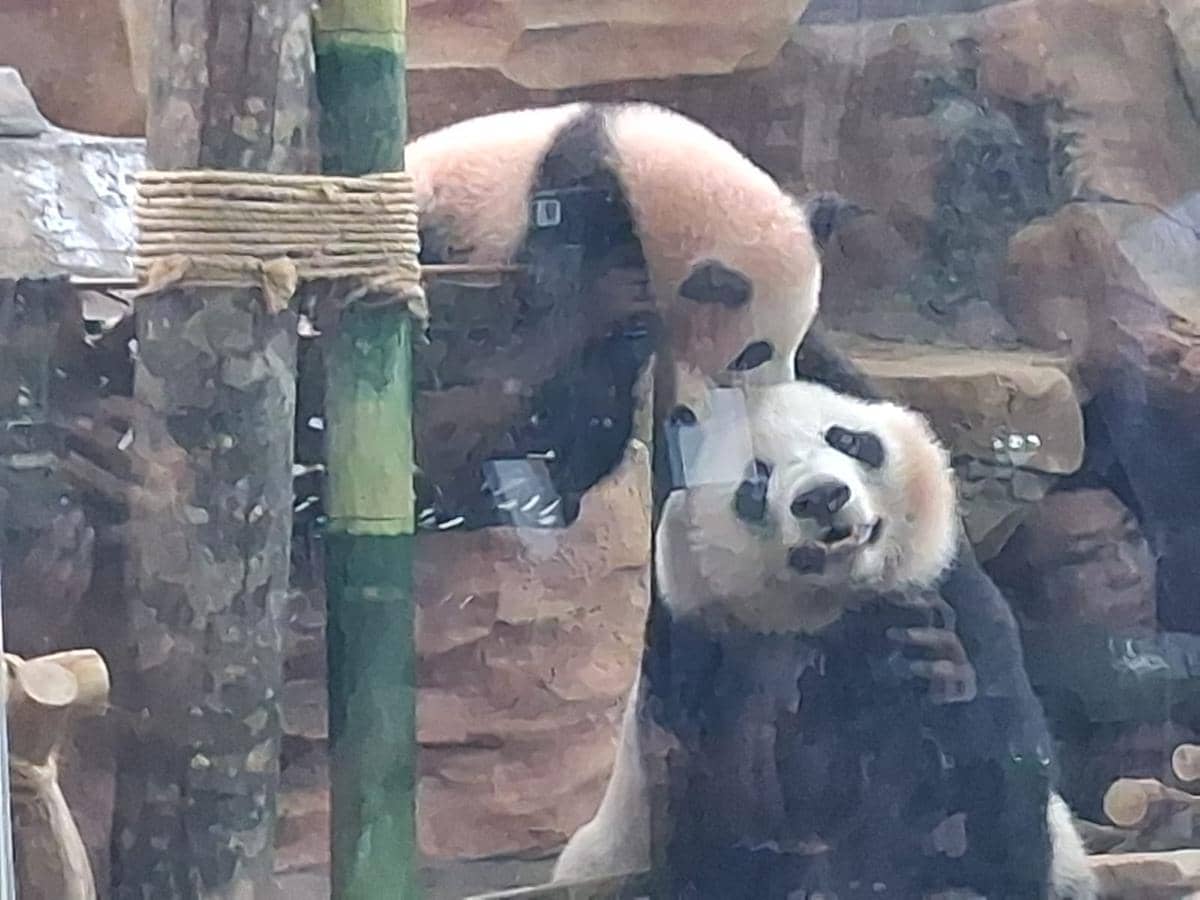 Libur Sekolah, Kamu Bisa Lihat Bayi Panda Raksasa di Taman Safari Bogor