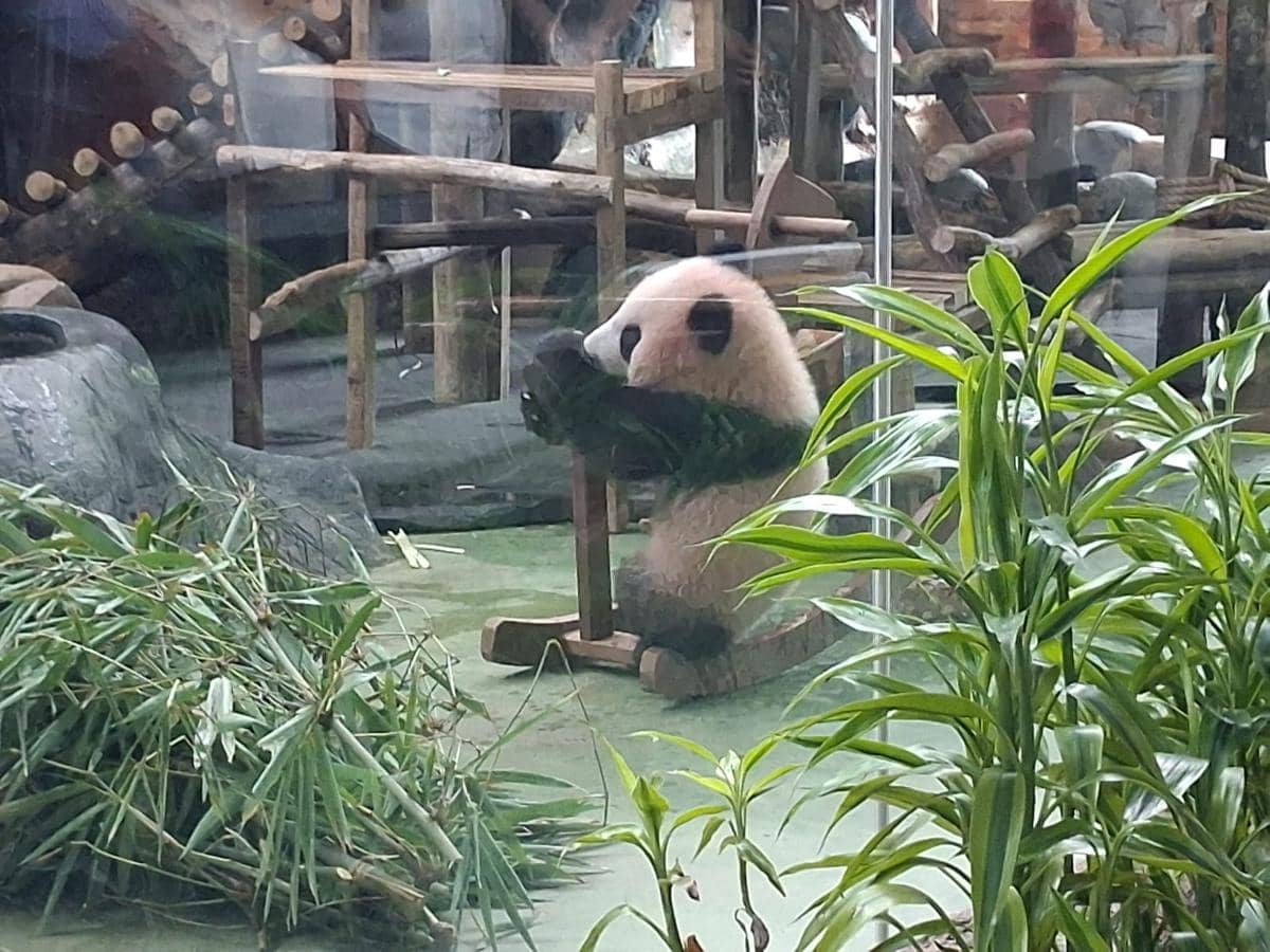 Libur Sekolah, Kamu Bisa Lihat Bayi Panda Rio di Taman Safari Bogor