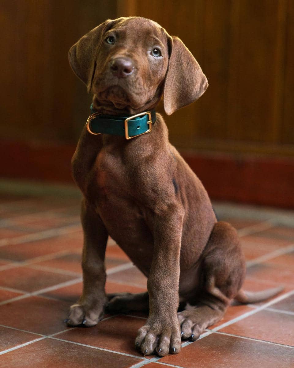First look Scooby-doo di Scooby-doo: Origins
