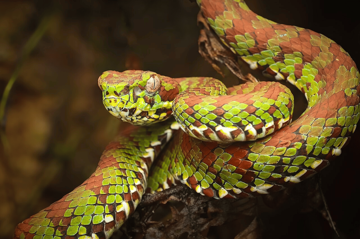 viper pohon filipina
