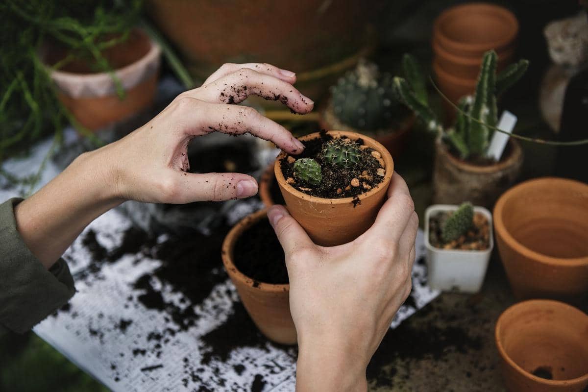 Berkebun di pekarangan rumah