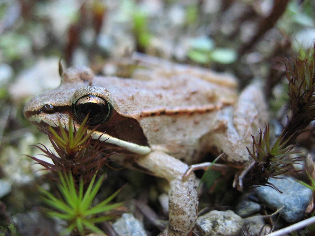 Katak Kayu