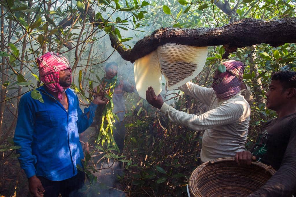 pencari madu tradisional di Sundarbans