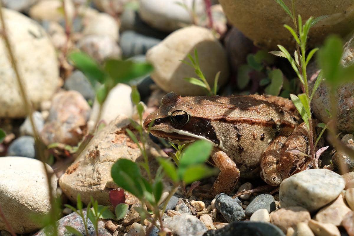 5 Fakta Wood Frog, Hidup Kembali Setelah Membeku Jadi Es