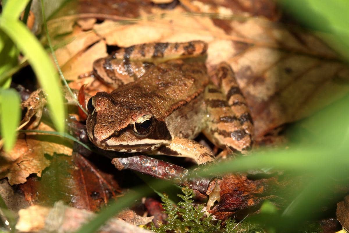 Katak Kayu