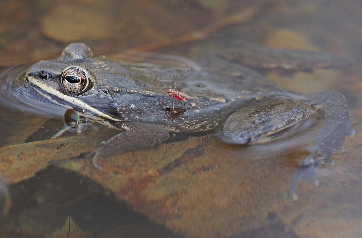 Katak Kayu