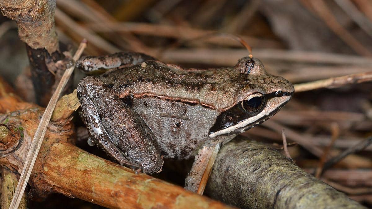 Katak Kayu