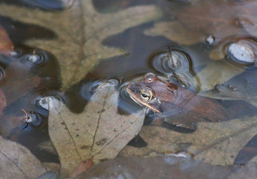Katak Kayu