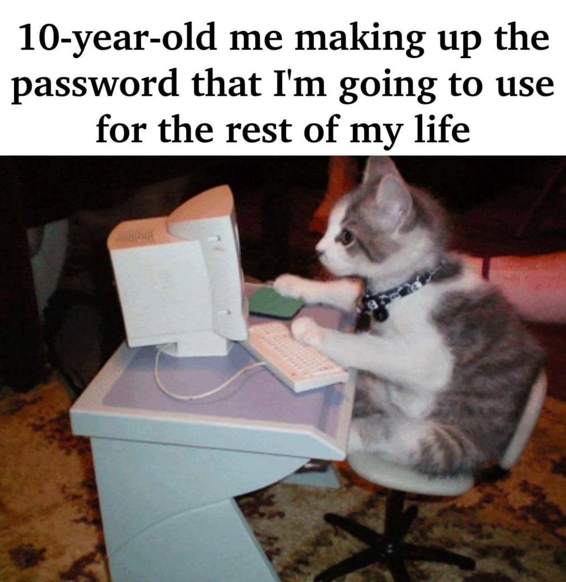 meme kucing tentang kata sandi