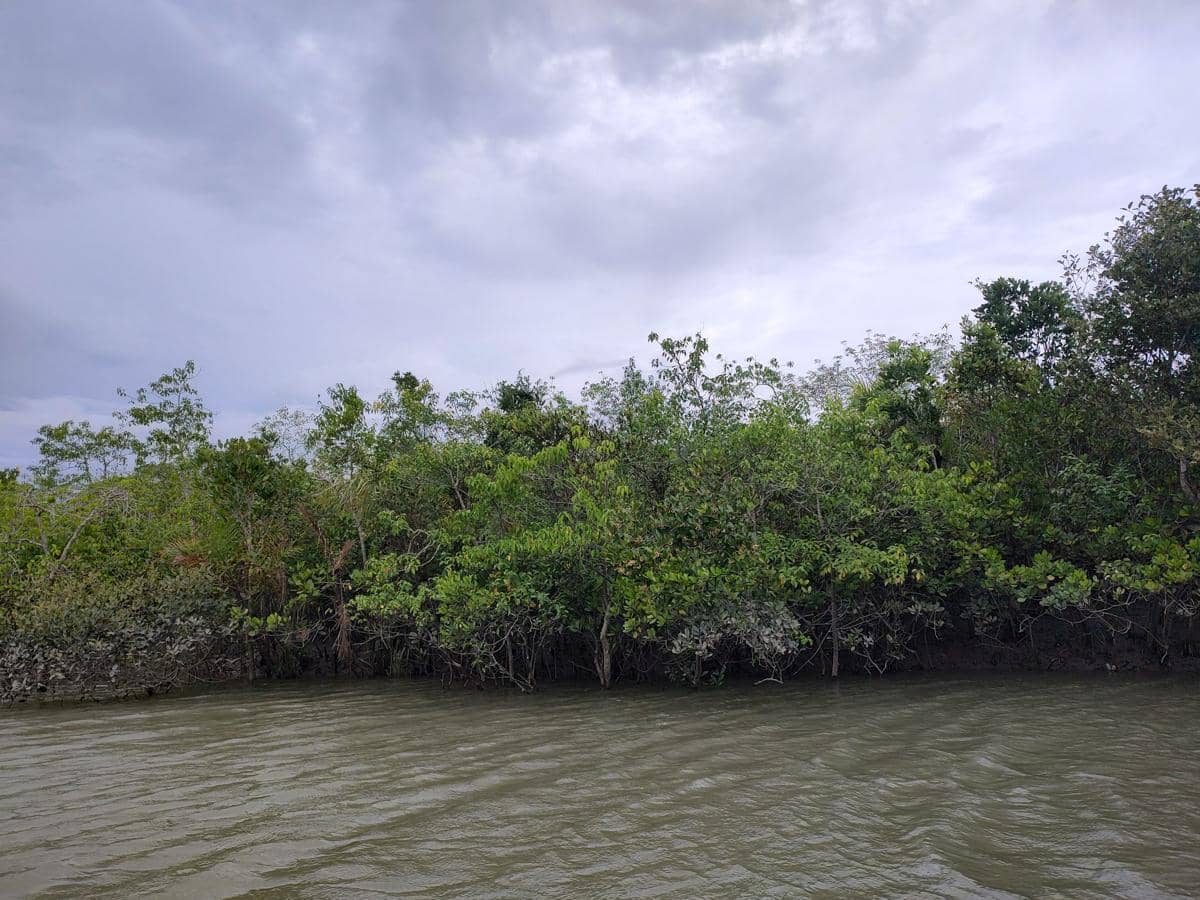 hutan mangrove Sundarbans