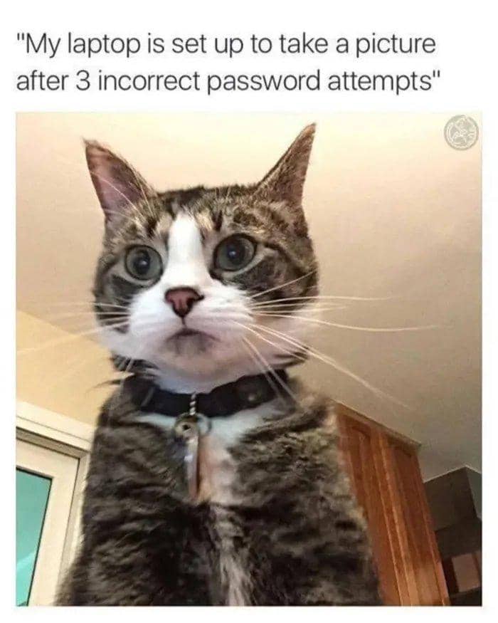 meme kucing tentang kata sandi
