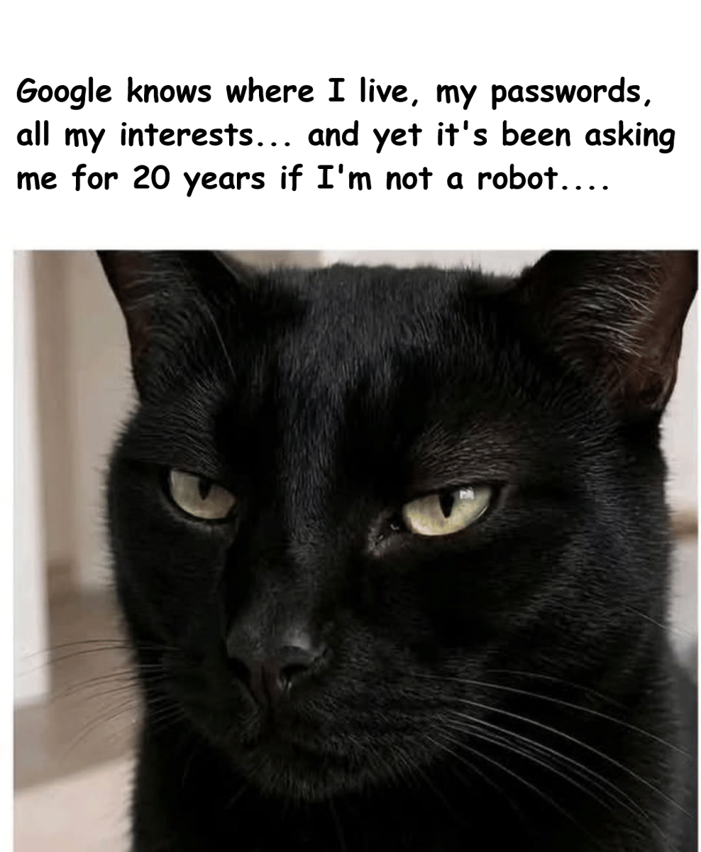 meme kucing tentang kata sandi