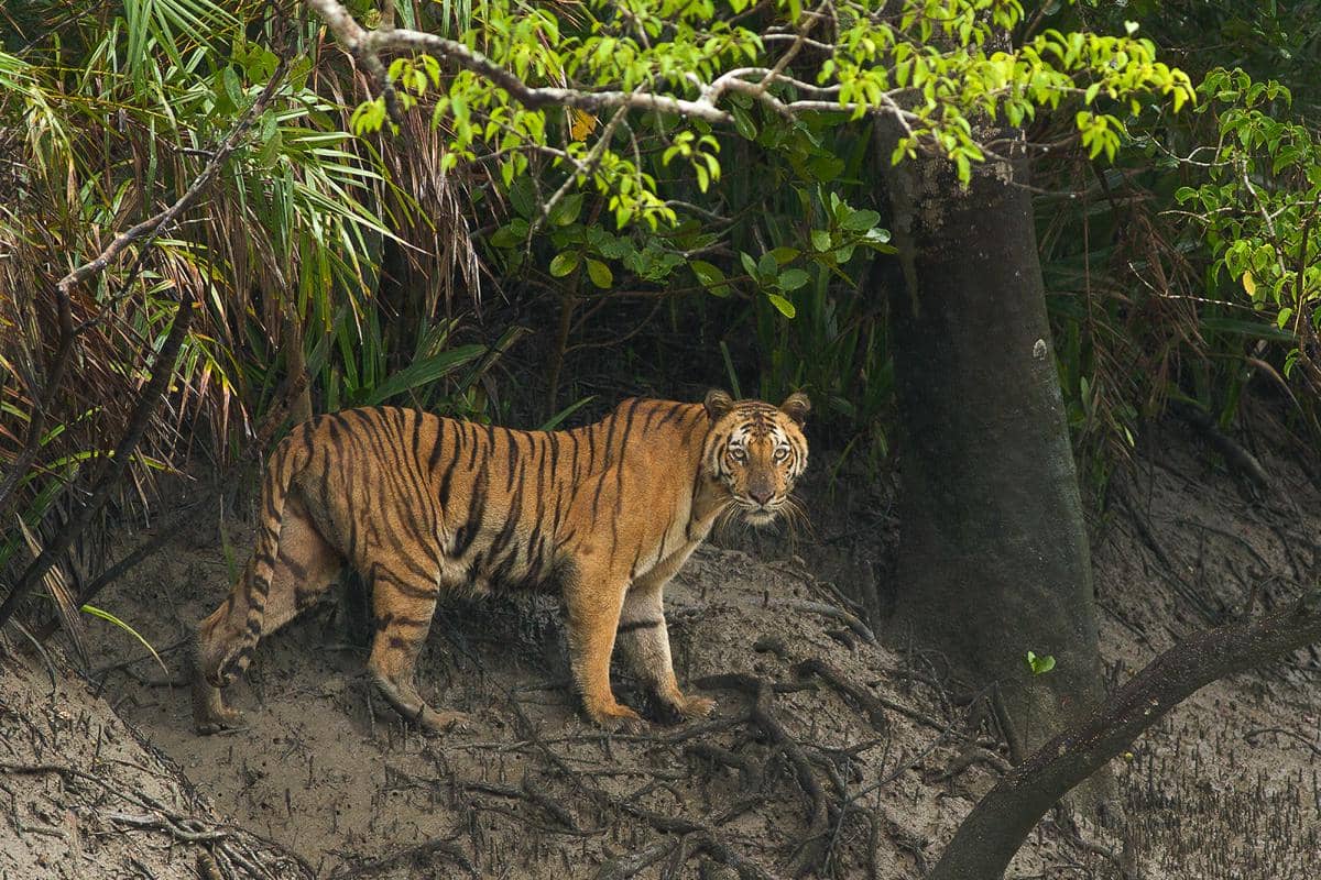 harimau Benggala di kawasan Sundarbans