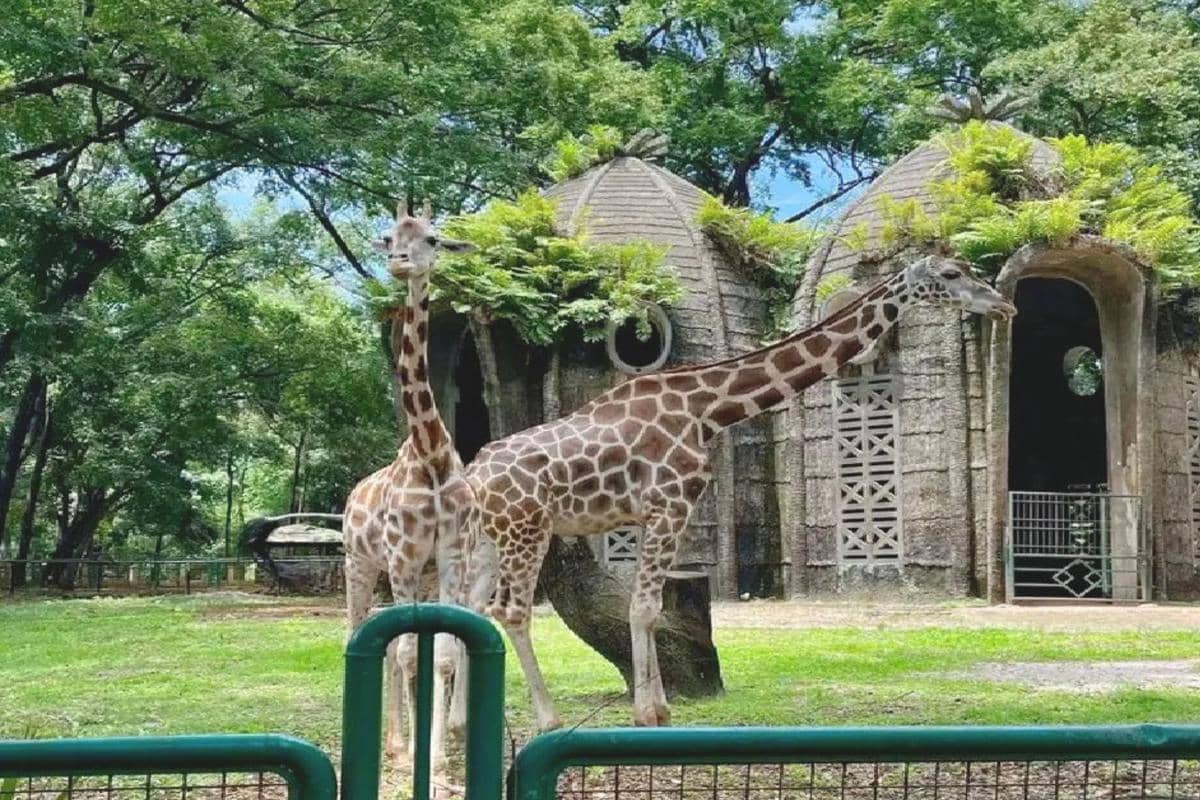 Taman Margasatwa Ragunan, Jakarta
