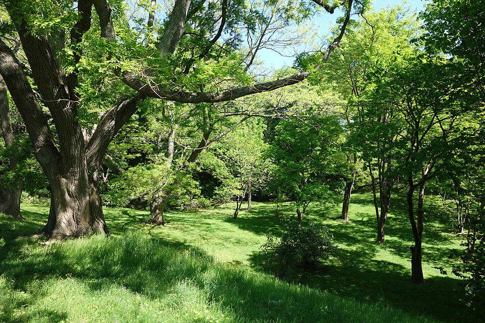 Arnold Arboretum, Amerika Serikat