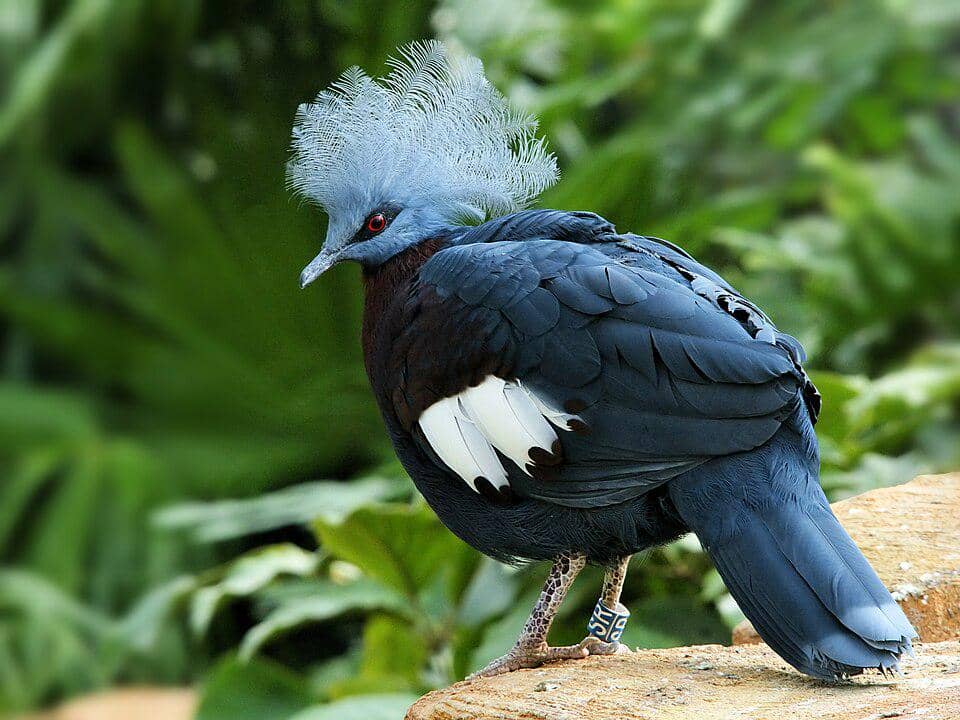5 Fakta Sclaters Crowned Pigeon, Merpati Raksasa Bermahkota yang Unik