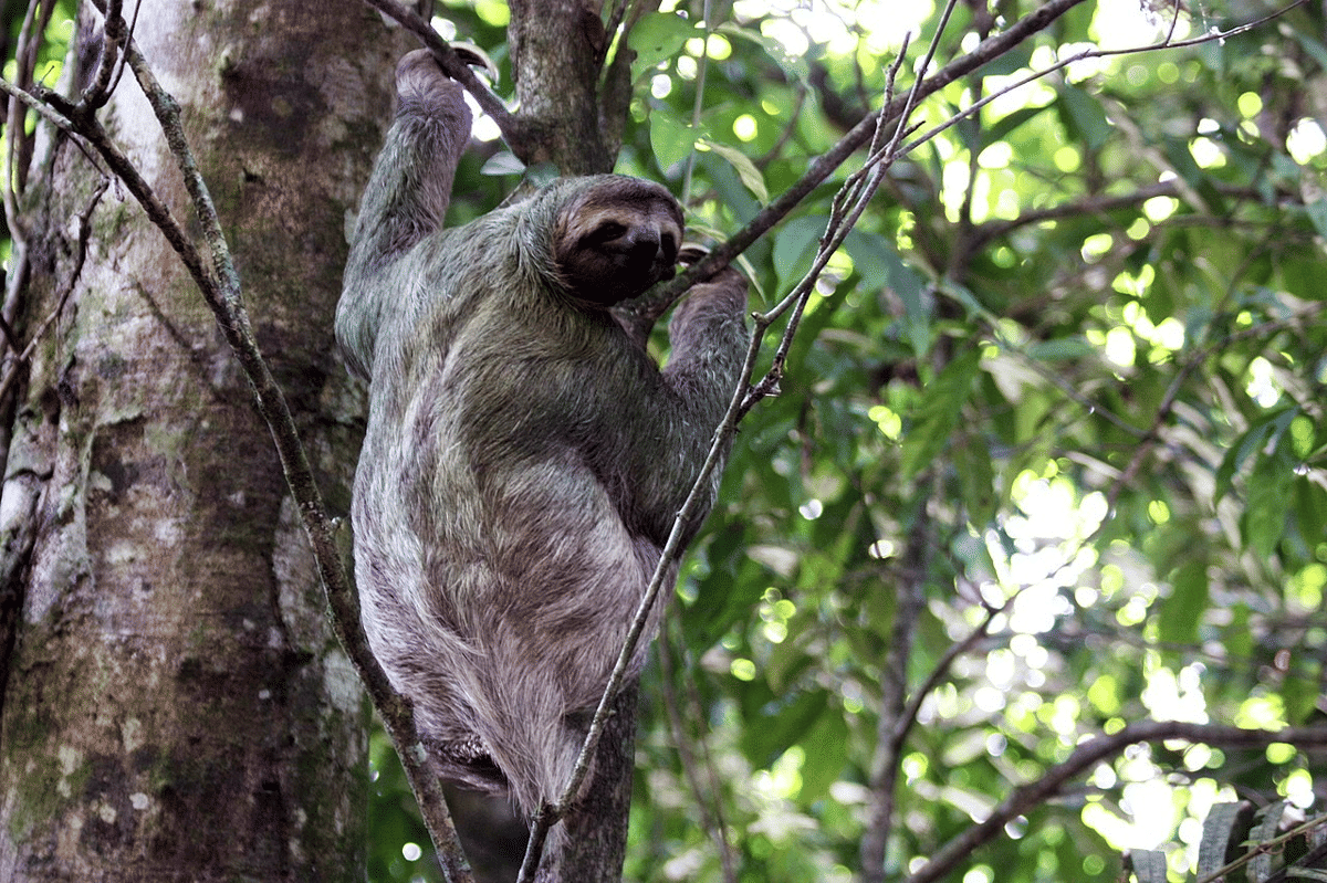 sloth