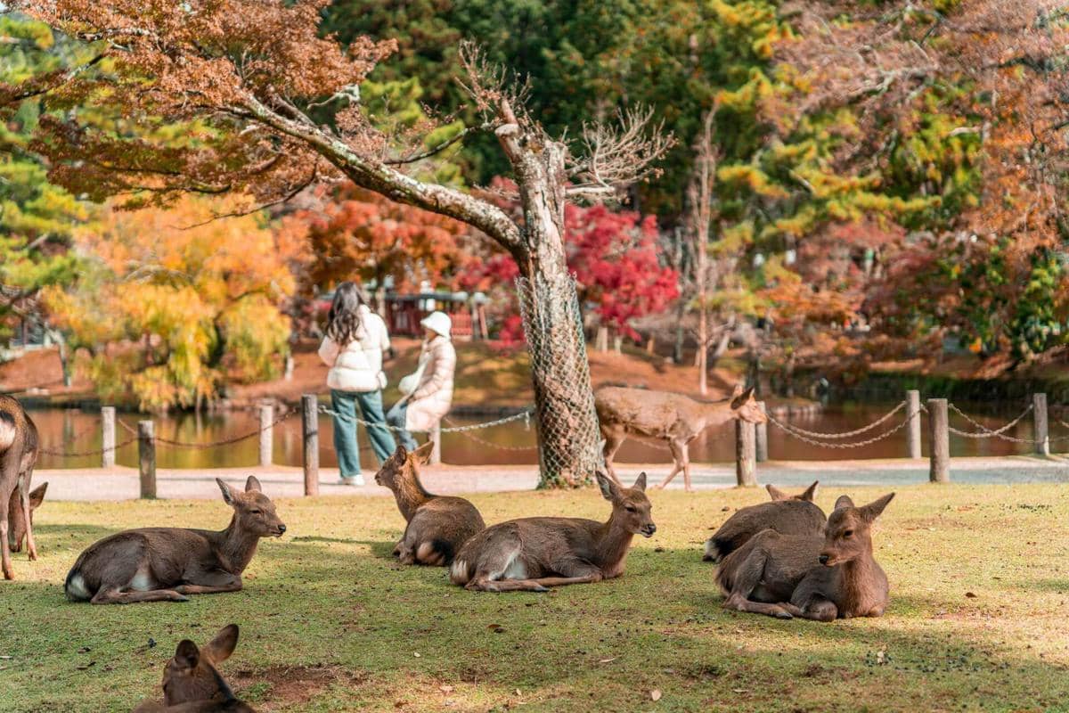 Nara, Jepang