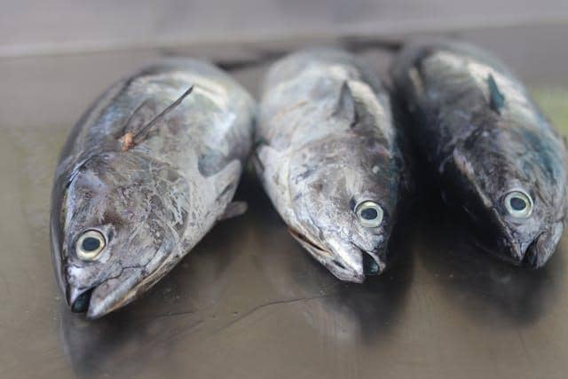 ilustrasi ikan tuna