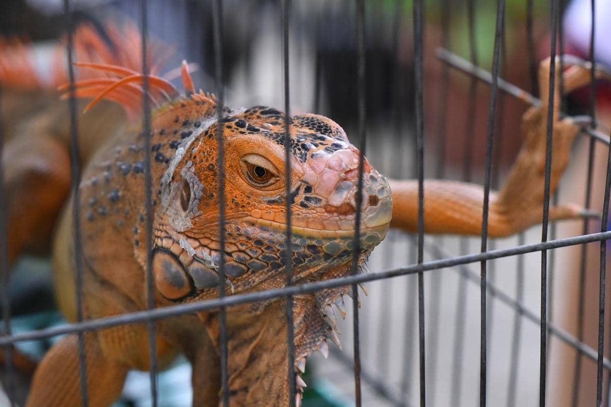 ilustrasi toko reptil