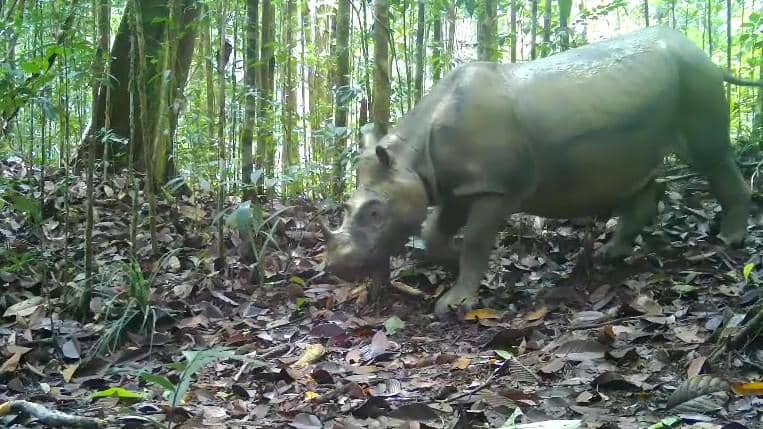 Proses Evakuasi Satu-satunya Badak Kalimantan Liar yang Tersisa