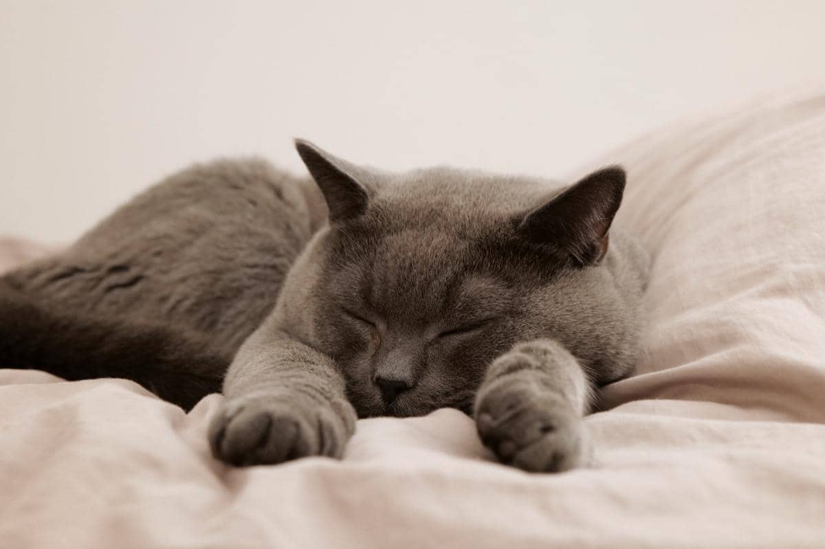 kucing busok
