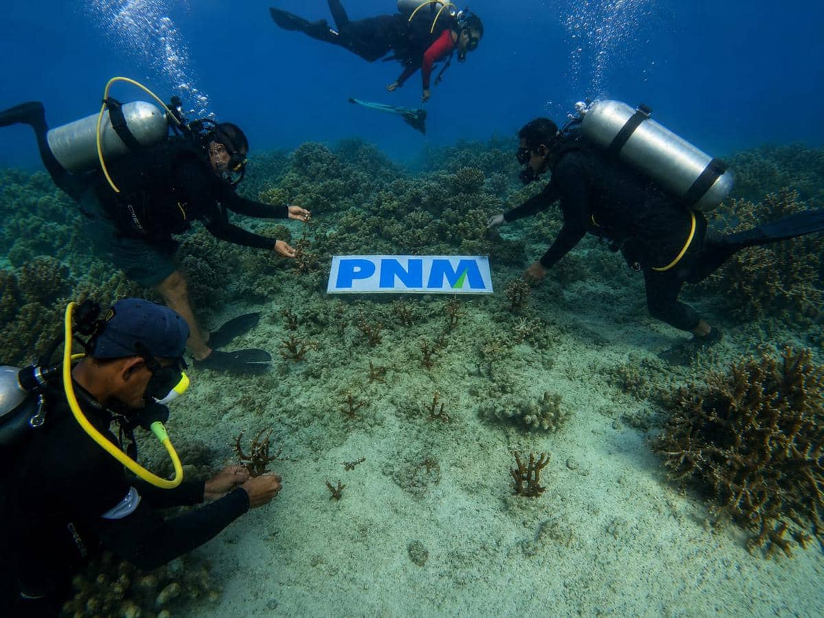 PNM Jaga Masa Depan Anak Lewat Pelestarian Ekosistem Laut dan Pantai