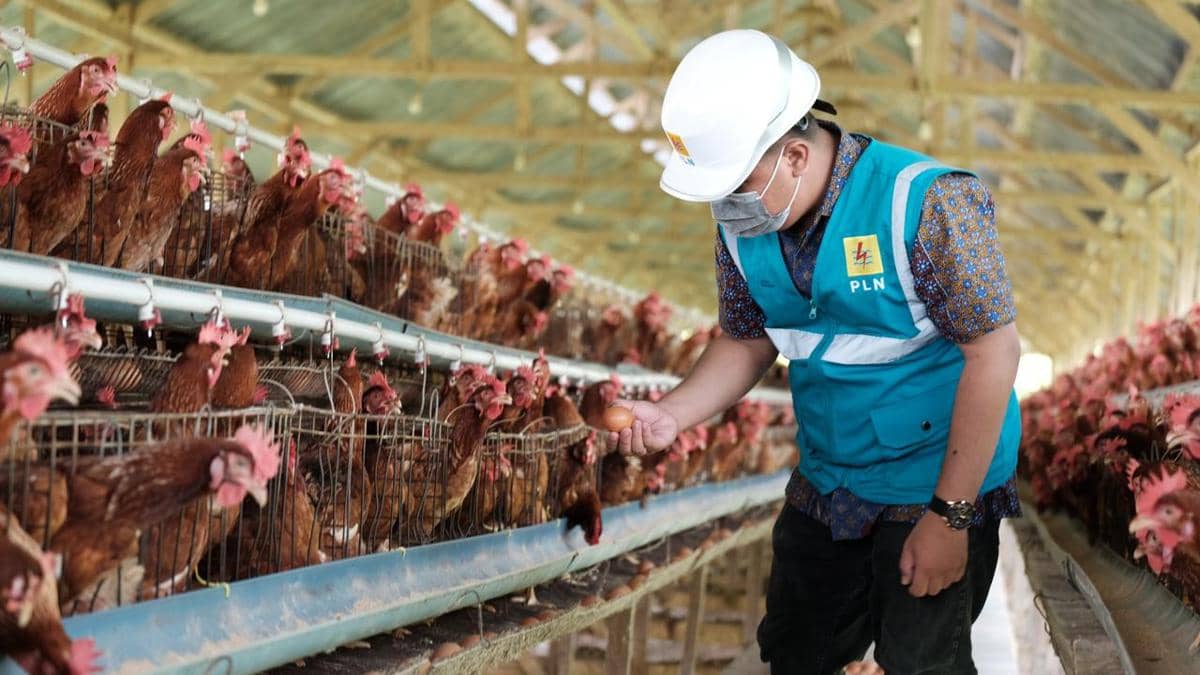 Ilustrasi petugas PLN meninjau pemanfaatan listrik pada peternakan ayam petelur modern di Kabupaten Sidenreng Rappang sebagai bagian dari Pr