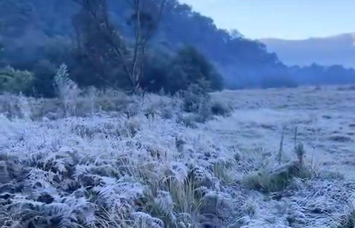 Pemandangan embun upas yang menyelimuti rerumputan dan pepohonan di kawasan Gunung Bromo saat suhu udara sangat dingin.
