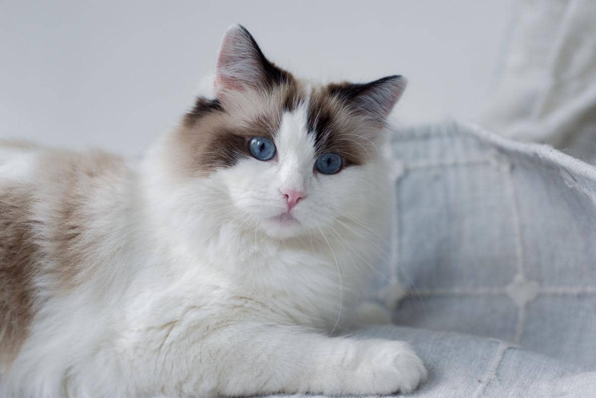 ilustrasi kucing ragdoll 