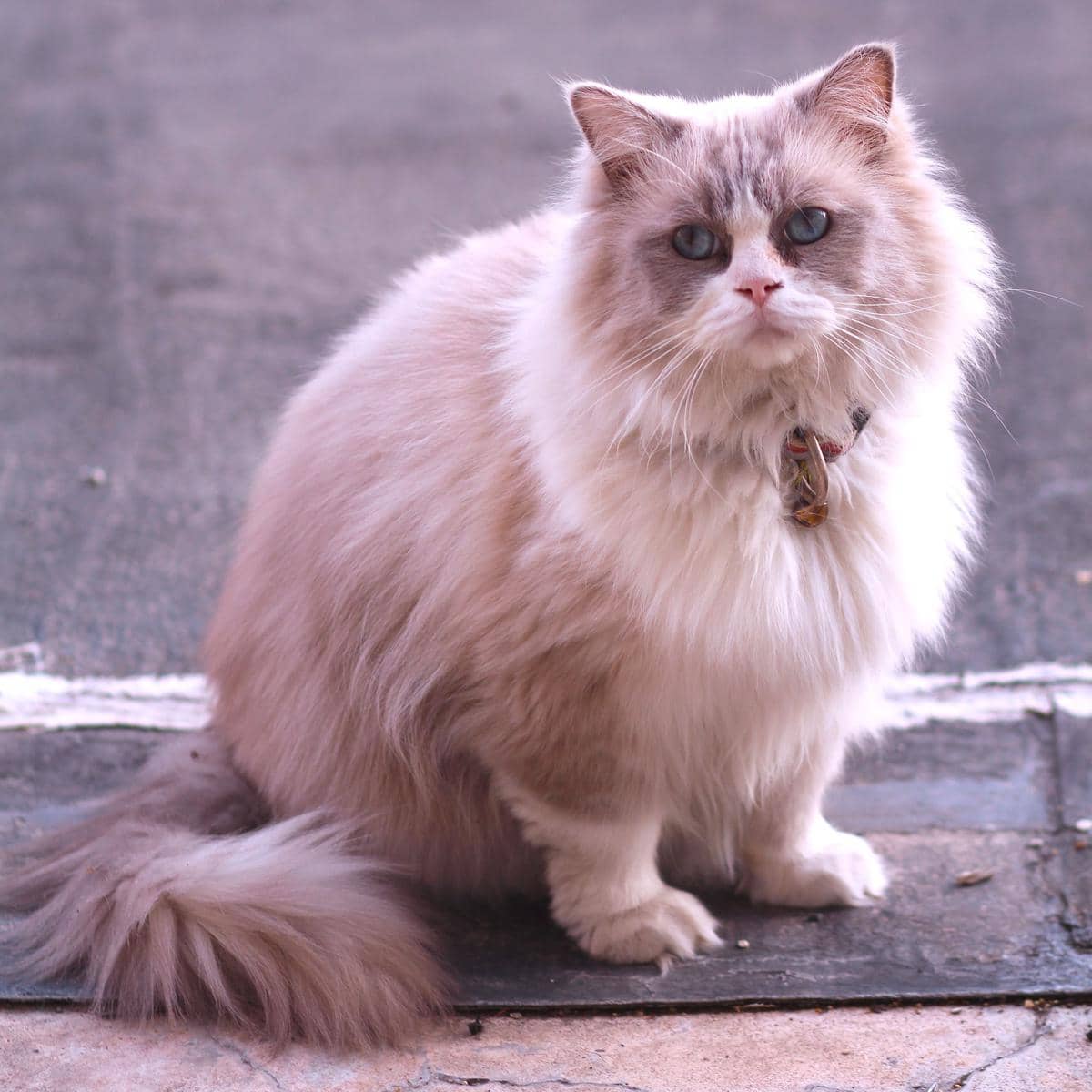 ilustrasi kucing ragdoll 