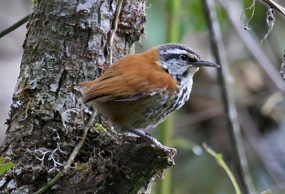 ilustrasi burung inca wren yang tetap jadi penjaga Machu Picchu dengan nyanyian lirihnya