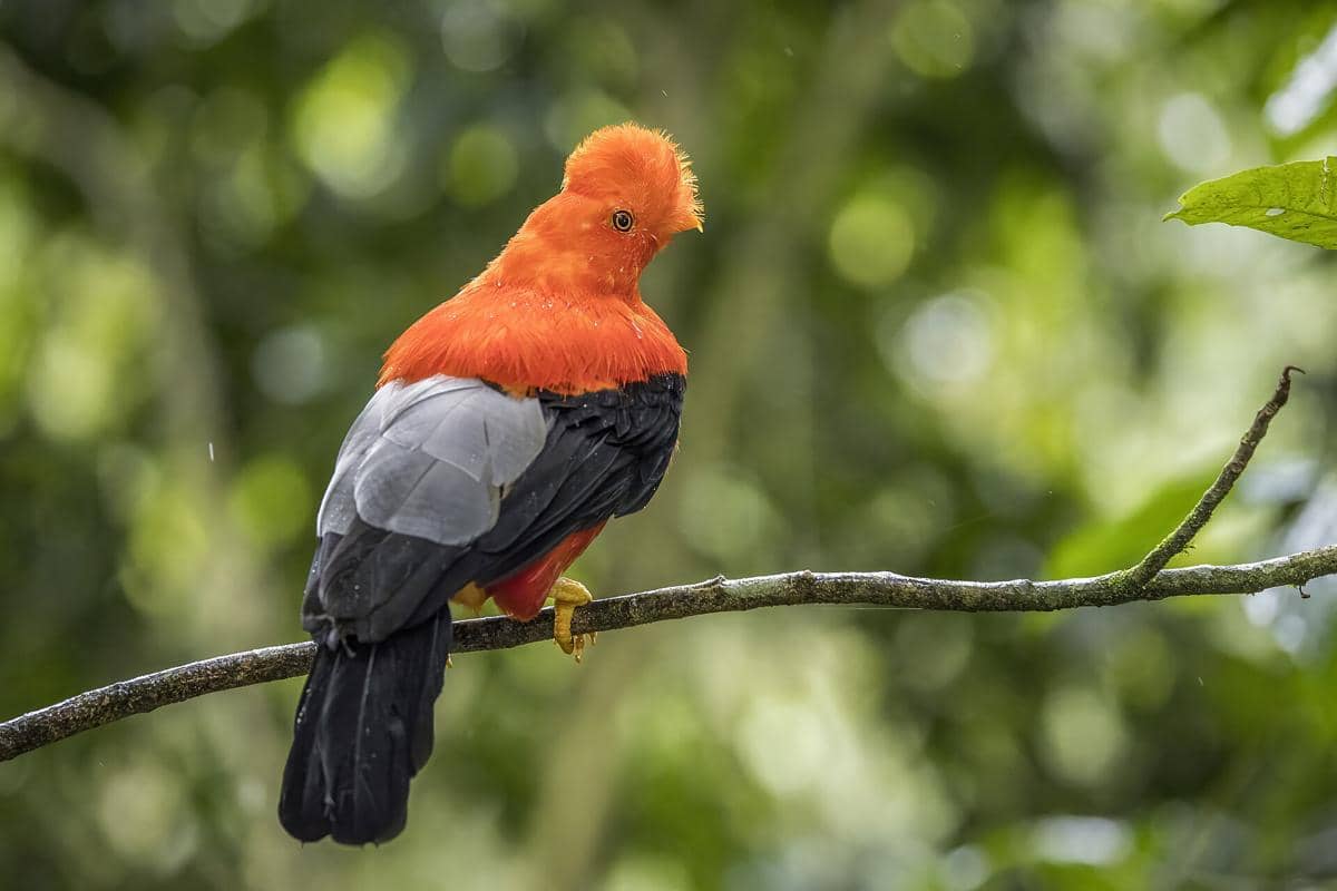 ilustrasi burung cock-of-the rock yang digadang-gadang sebagai penari api dari hutan awan