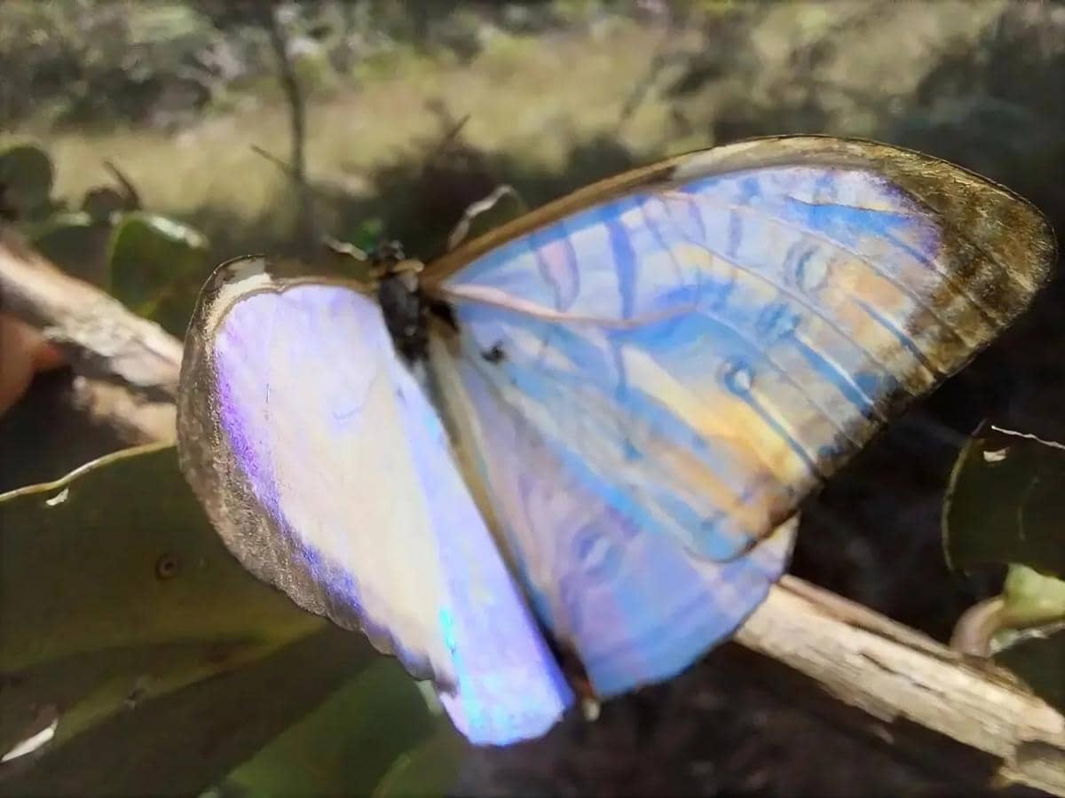 ilustrasi kupu-kupu morpho si hantu biru dari lembah Machu Picchu