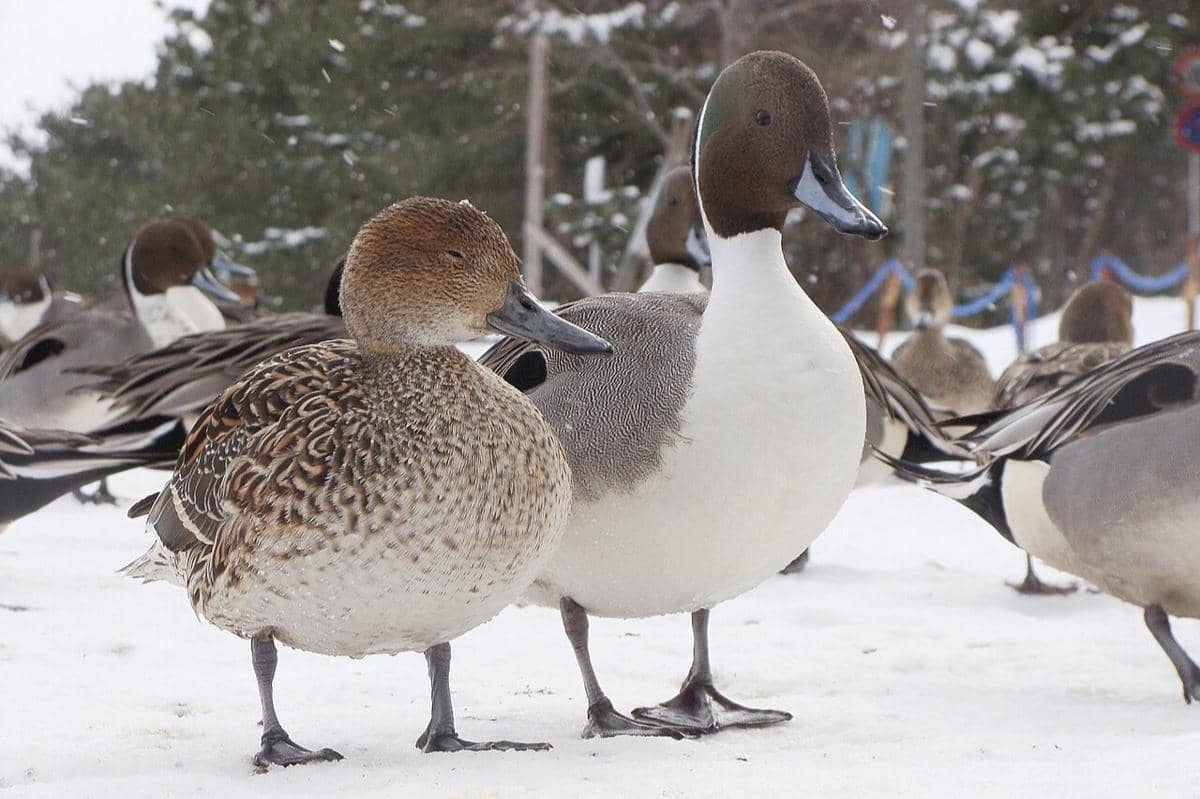 Northern Pintail male and female