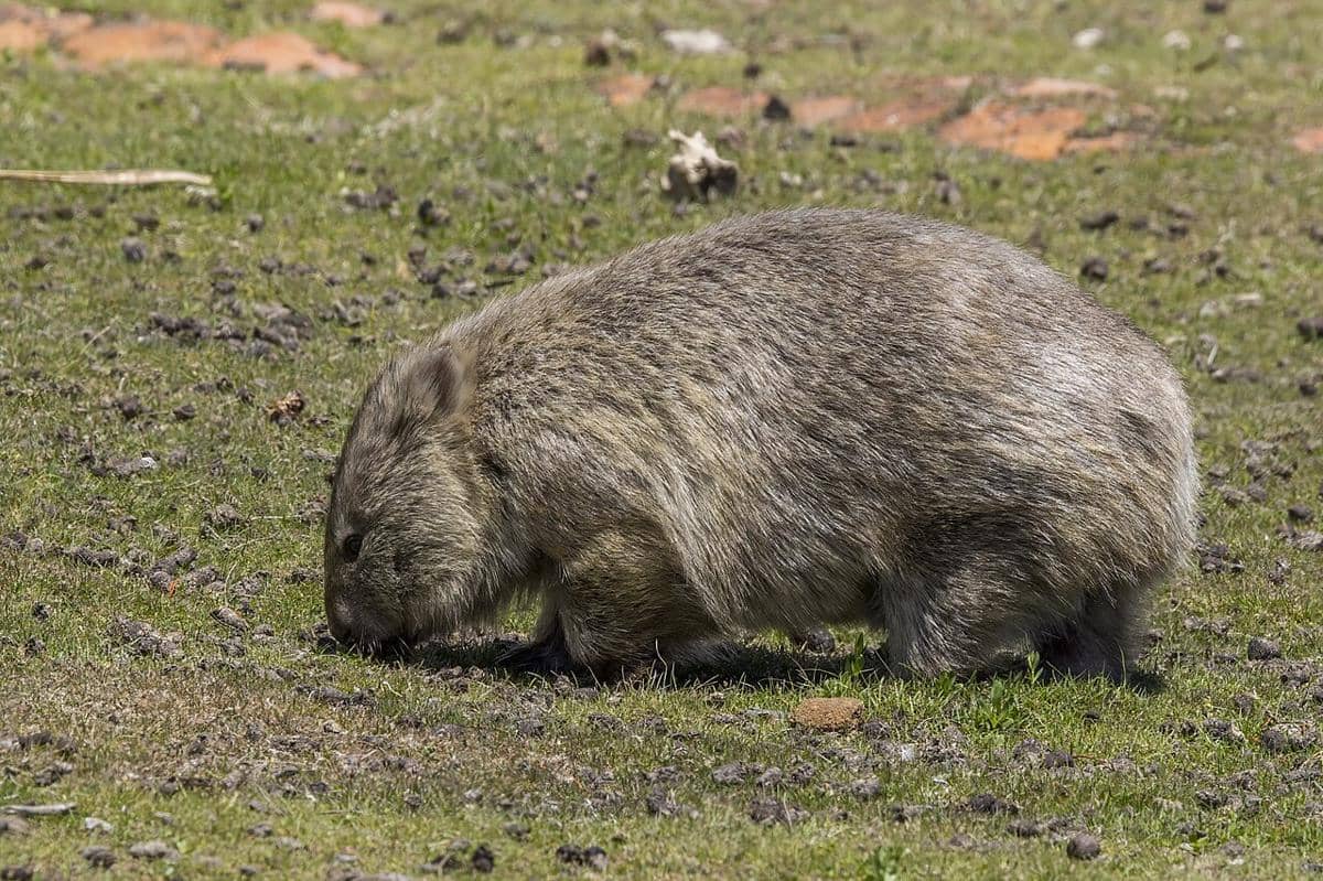 ilustrasi wombat (commons.wikimedia.org/Charles J. Sharp (1951–) )