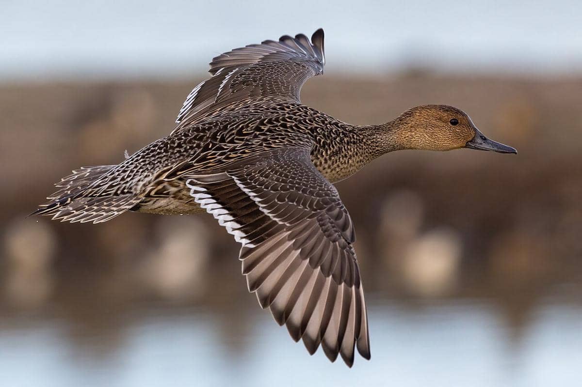 Northern Pintail female
