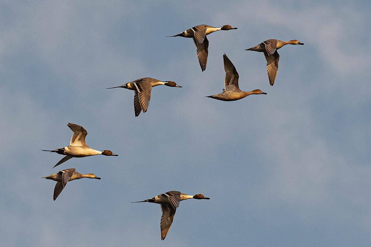 Northern Pintail